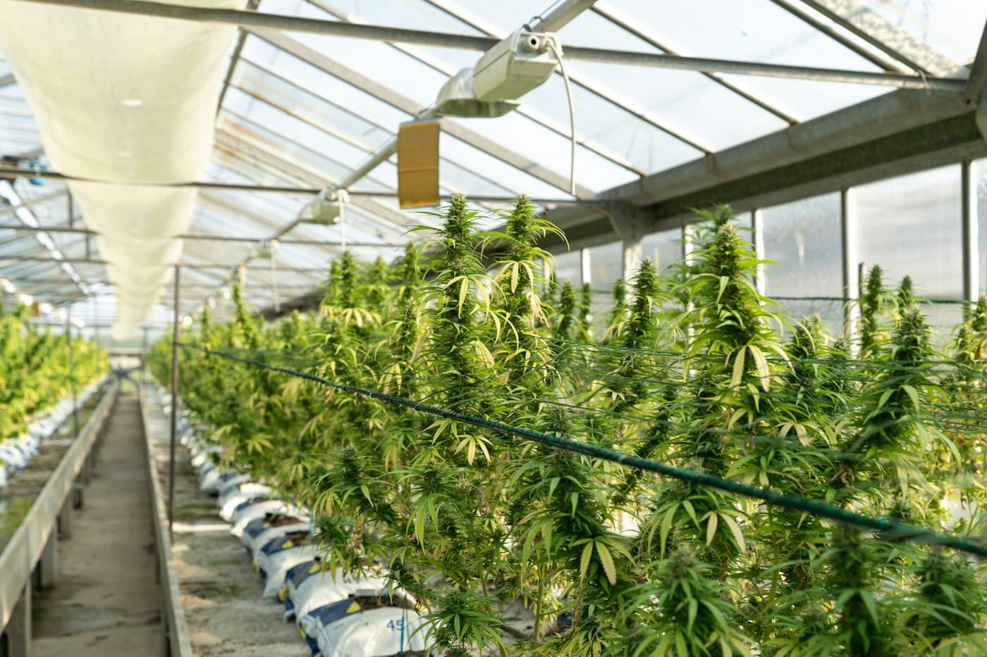 Professional cannabis cultivation facility